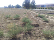 Satılır 16 sot torpaq Naxçıvan