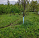 Satılır 6 otaqlı 1400 m2 həyət evi İsmayıllı