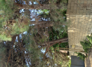 Satılır 50 sot torpaq Maştağa