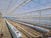 Satılır 5 otaqlı 51600 m2 obyekt Şabran