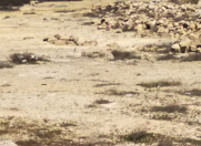 Satılır 2.7 sot torpaq Məhəmmədli