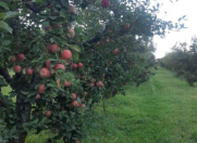 Satılır 90 sot torpaq Quba