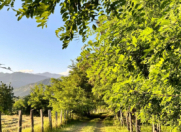 İcarəyə verilir 3 otaqlı 130 m2 həyət evi Zaqatala