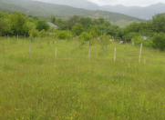 Satılır 50 sot torpaq İsmayıllı