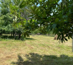 Satılır 1 sot torpaq Qəbələ