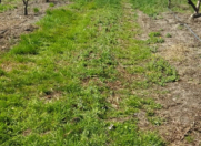 Satılır 3000 sot torpaq Xaçmaz