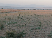 Satılır 400 sot torpaq Qəbələ