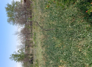 Satılır 10 sot torpaq Naxçıvan