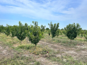 Satılır 90 sot torpaq Xaçmaz