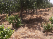 Satılır 50 sot torpaq Zirə