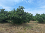 Satılır 3300 sot torpaq Qəbələ