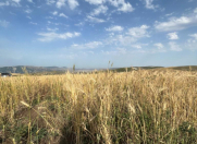 Satılır 450 sot torpaq Xızı