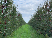 Satılır 80 sot torpaq Quba