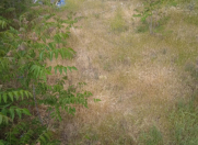 Satılır 5.4 sot torpaq Badamdar