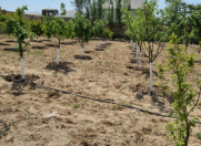 Satılır 42 sot torpaq Pirşağı