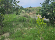 Satılır 10000 sot torpaq Sumqayıt