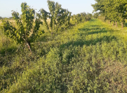 Satılır 50 sot torpaq Xaçmaz