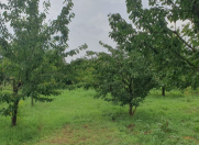 Satılır 22 sot torpaq Xaçmaz