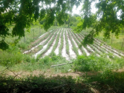 Satılır 5 sot torpaq Tovuz