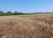 Satılır 300 sot torpaq Xaçmaz