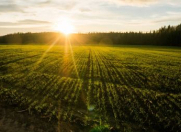 Satılır 250 sot torpaq Quba