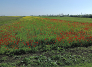 Satılır 1.74 sot torpaq Bərdə