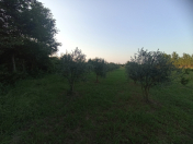 Satılır 49 sot torpaq Astara