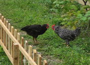 İcarəyə verilir 3 otaqlı 65 m2 həyət evi Qusar