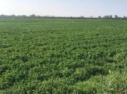 Satılır 1000 sot torpaq Salyan