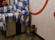 Satılır 3 otaqlı 87 m2 yeni tikili Masazır