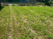 Satılır 3 sot torpaq İsmayıllı