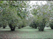 Satılır 1500 sot torpaq Qax