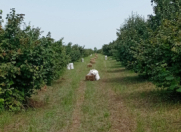 Satılır 120 sot torpaq Xudat