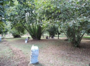 Satılır 60 sot torpaq Zaqatala