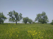 Satılır 177 sot torpaq Quba