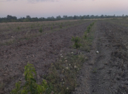 Satılır 61 sot torpaq Xaçmaz