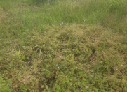 Satılır 20 sot torpaq Qəbələ