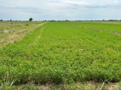 Satılır 50 sot torpaq Bərdə