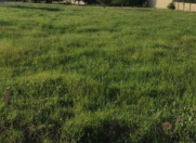 Satılır 2 sot torpaq Lənkəran