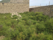 Satılır 10 sot torpaq Binə