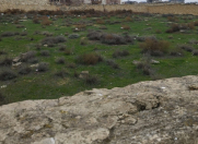 Satılır 6 sot torpaq Badamdar