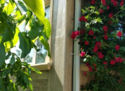 Satılır 6 otaqlı 240 m2 bağ evi Şamaxı