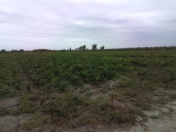 Satılır 10 otaqlı 12500 m2 bağ evi Xaçmaz