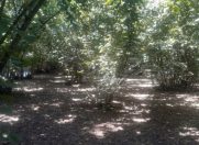 Satılır 20 sot torpaq Qəbələ