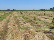 Satılır 200 sot torpaq Xaçmaz