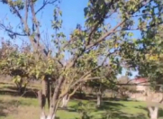 Satılır 10 sot torpaq Xaçmaz