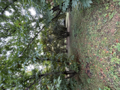 Satılır 30 sot torpaq Qəbələ