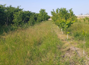 Satılır 50 sot torpaq Xaçmaz