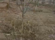 Satılır 13 sot torpaq Sevinc k/t