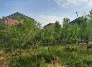 Satılır 12 sot torpaq Asan Xidmət-5